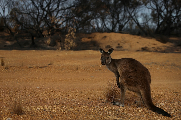 Canguro ai margini del parco nazionale Flinders Chase, distrutto dalle fiamme