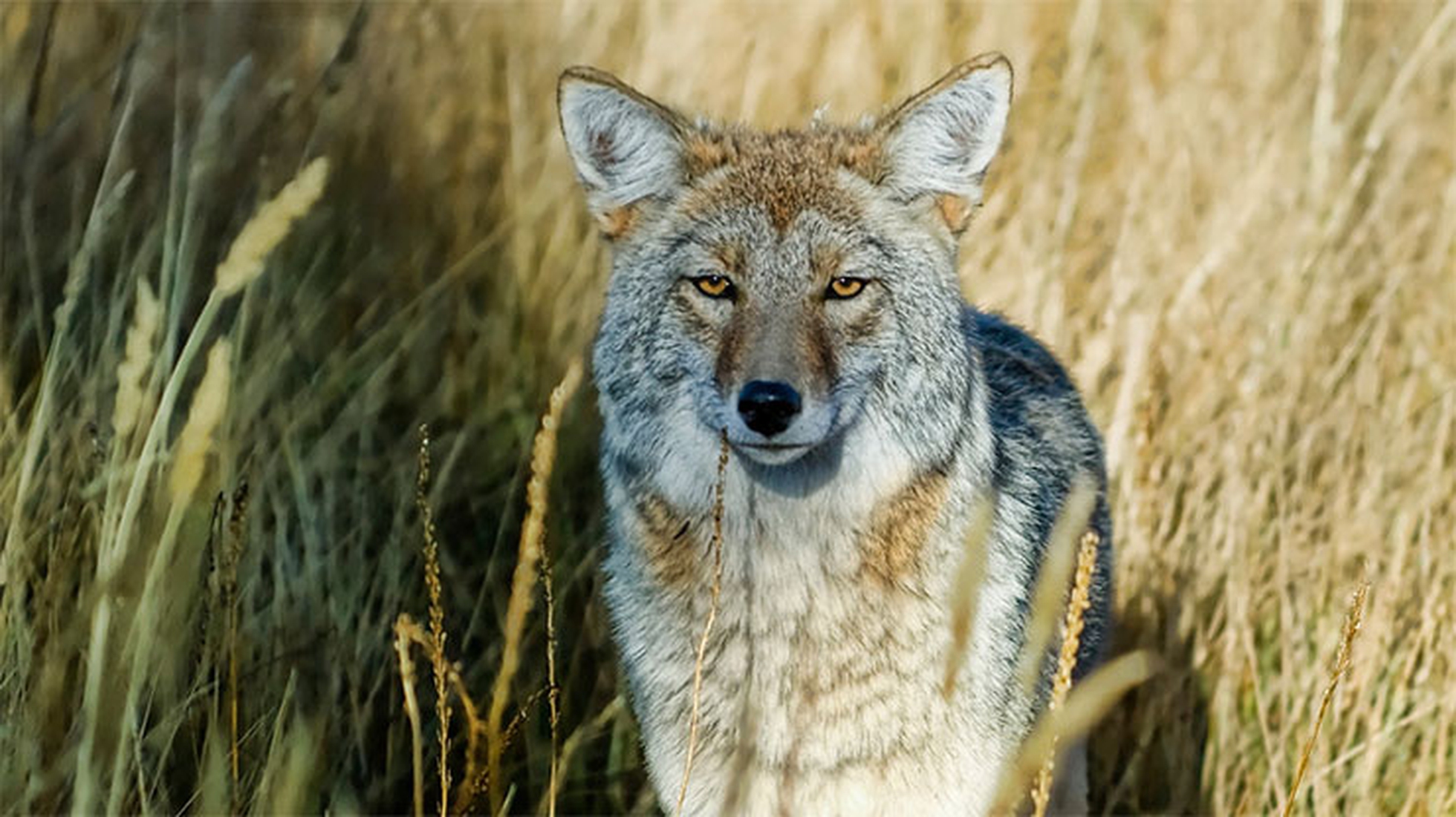 Quattordici lupi, un libro per raccontare il rewilding di Yellowstone