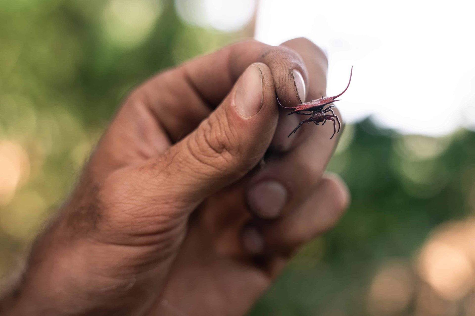 Il progetto di riforestazione Udzungwa corridor limited