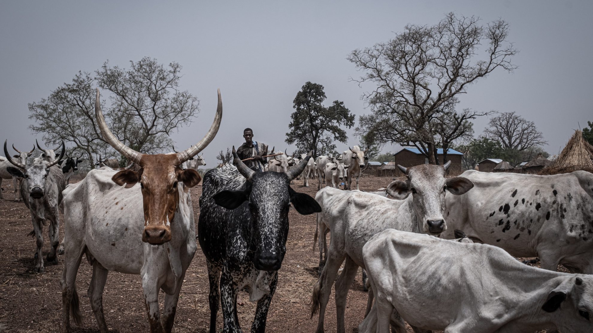 Giovane allevatore peul, Benin