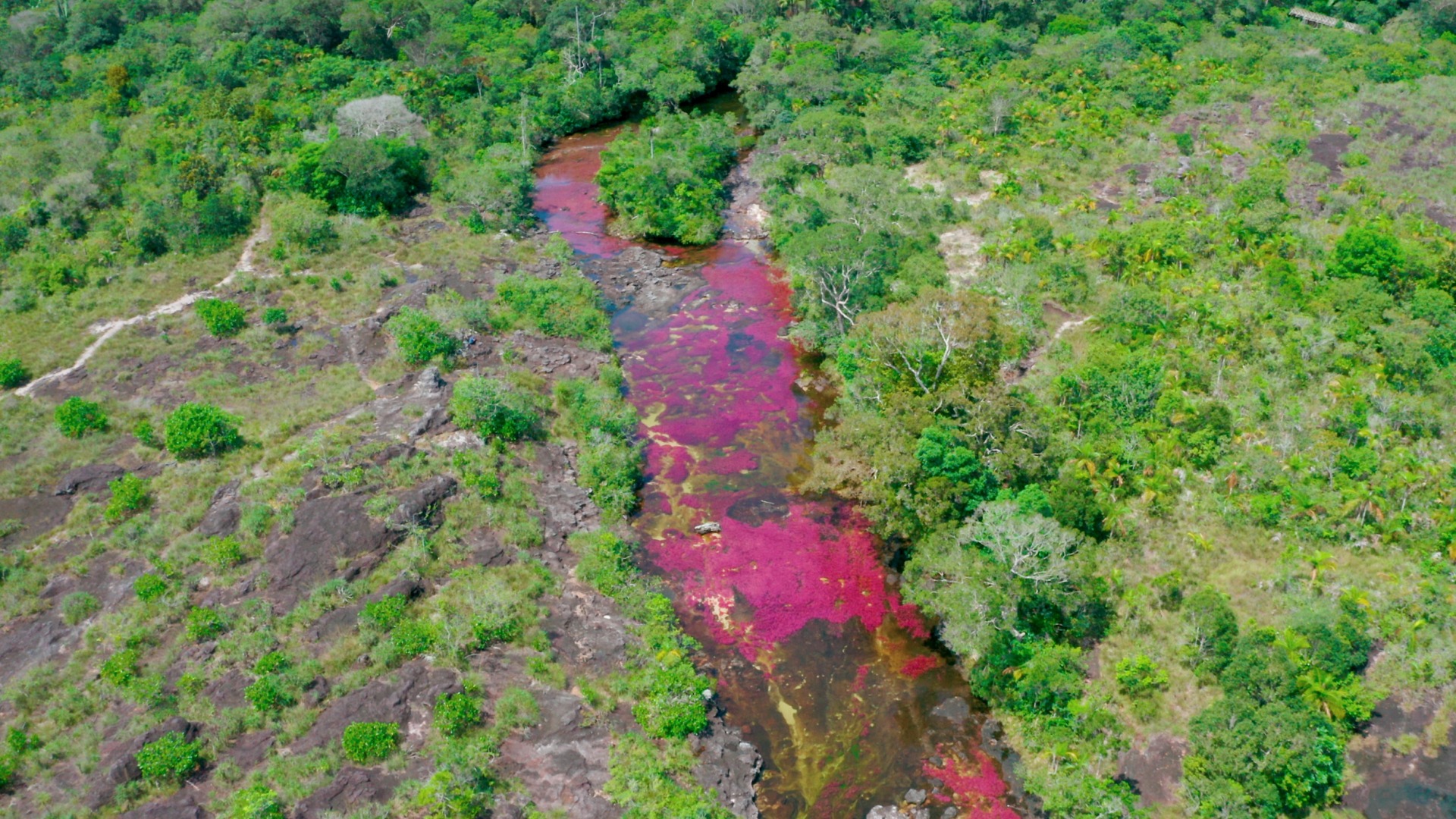 Caño Cristales, il fiume arcobaleno
