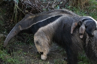 Dal 1970 abbiamo sterminato il 60% dei vertebrati