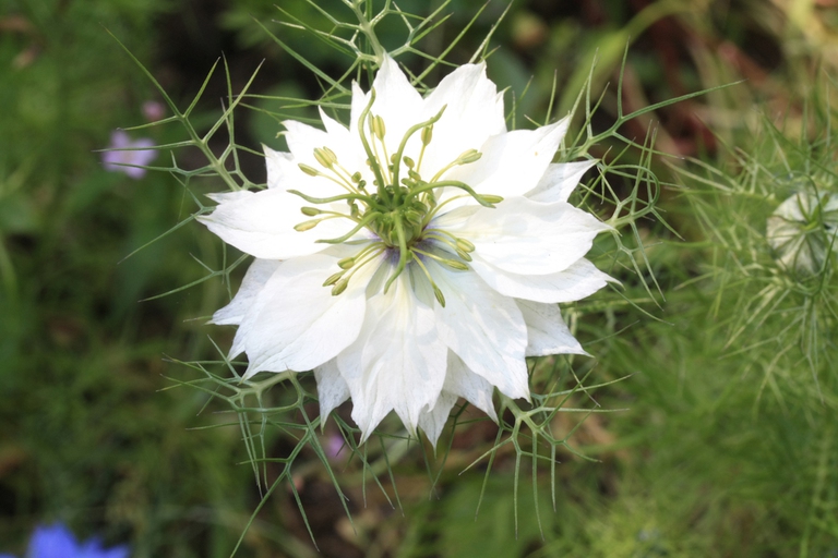 nigella