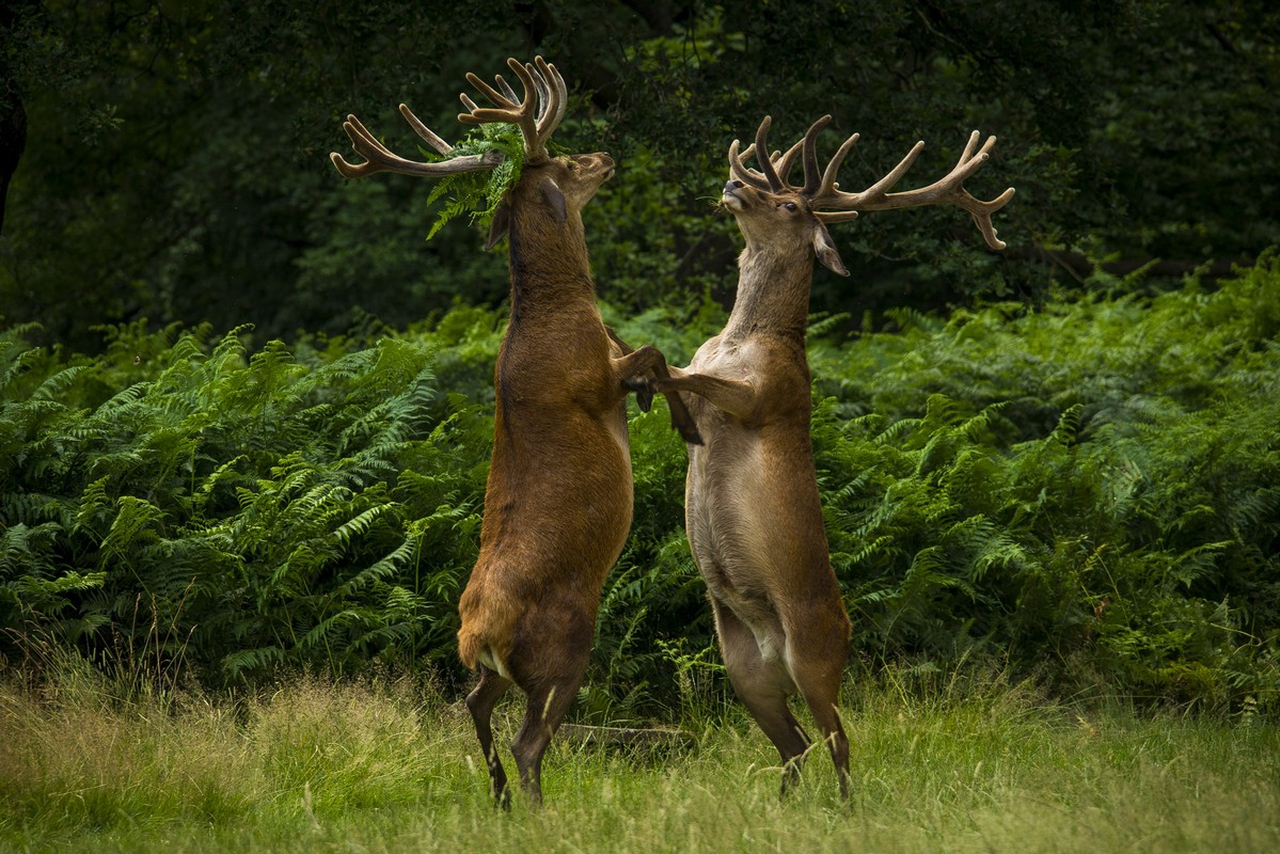 Comedy Wildlife Photography Awards 2018 I Finalisti Lifegate