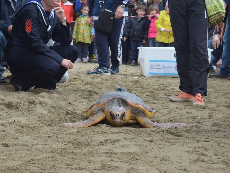 Liberazione di una tartaruga marina
