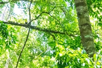 Belize, la foresta maya ora è al sicuro. Gli ambientalisti se la sono comprata