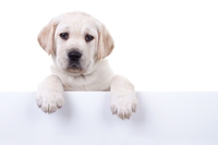 Dermatologia veterinaria, quando la pelle è lo specchio della salute