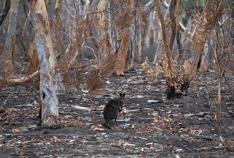 siccità, Australia