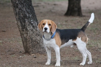 Beagle, il bracchetto di Charlie Brown famoso nel mondo