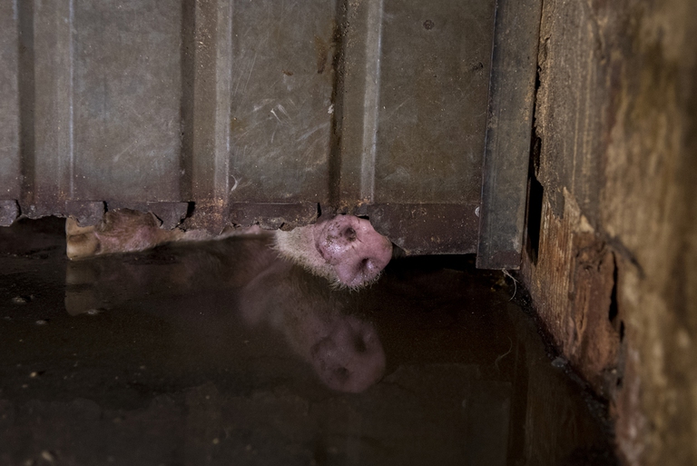 prosciutto di parma allevamenti