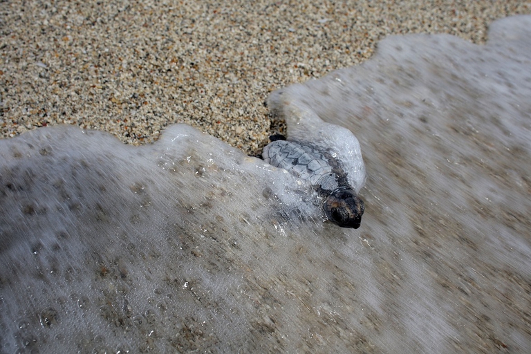 Piccola tartaruga marina