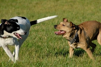 10 consigli per una pacifica convivenza nell’area cani