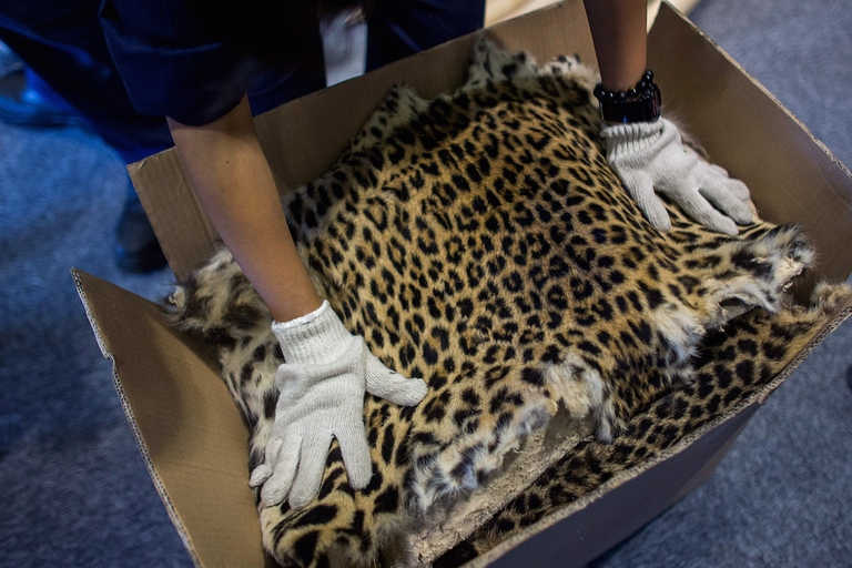 leopard skins hong kong