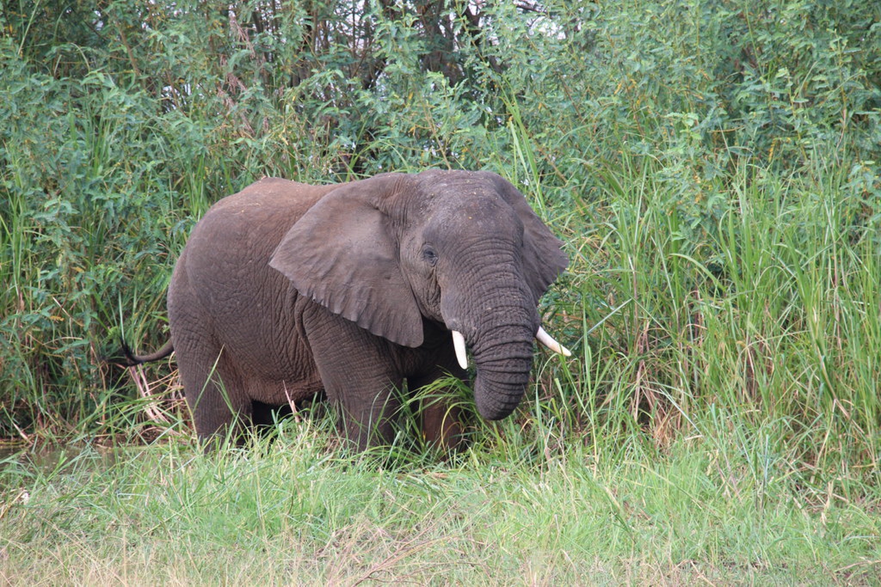 Safaris support Rwandan communities under the king of the savannah’s ...