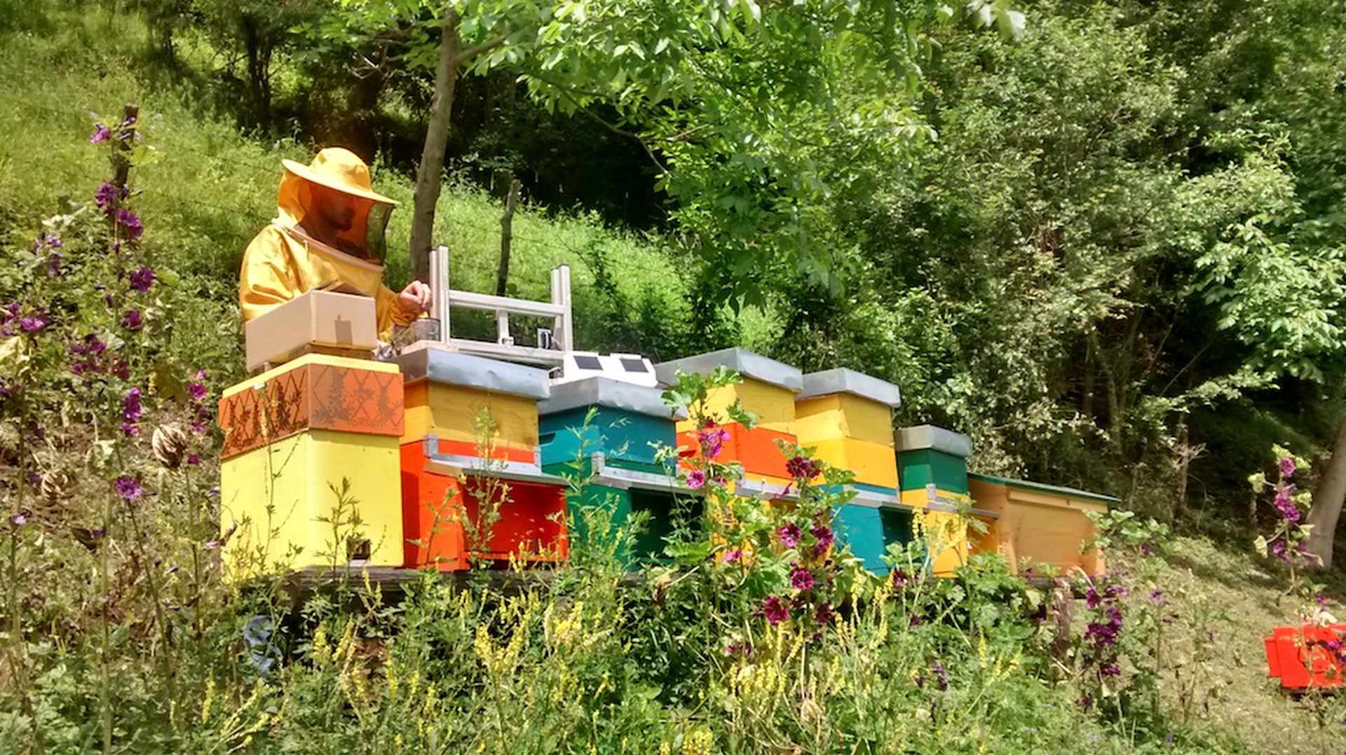 Luca Toldo, apicoltore e tecnico Melixa