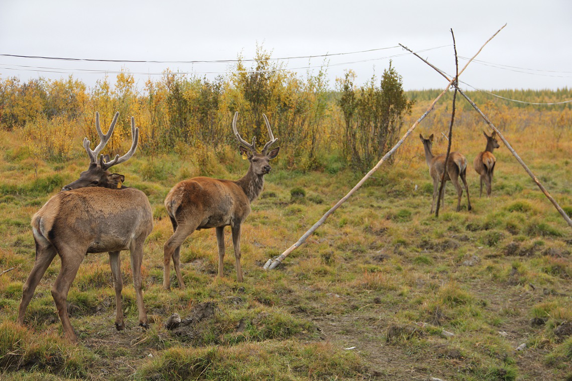 Deer reintroduced into Pleistocene Park