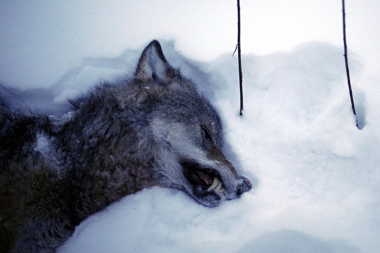 Lupo ucciso da un cacciatore