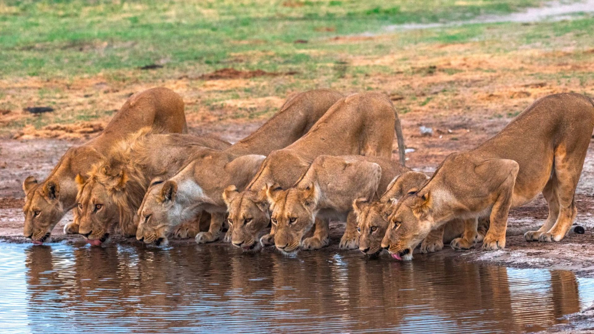 Leonesse in Tanzania