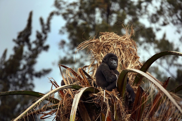 Piccolo gorilla su un albero
