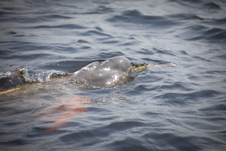 Il delfino rosa della foresta amazzonica