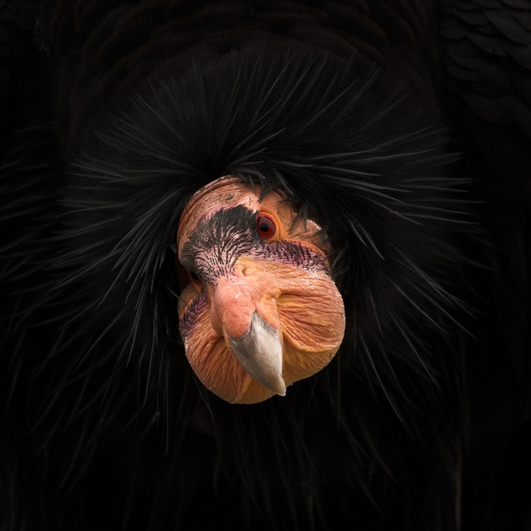 Ritratto di un condor della California