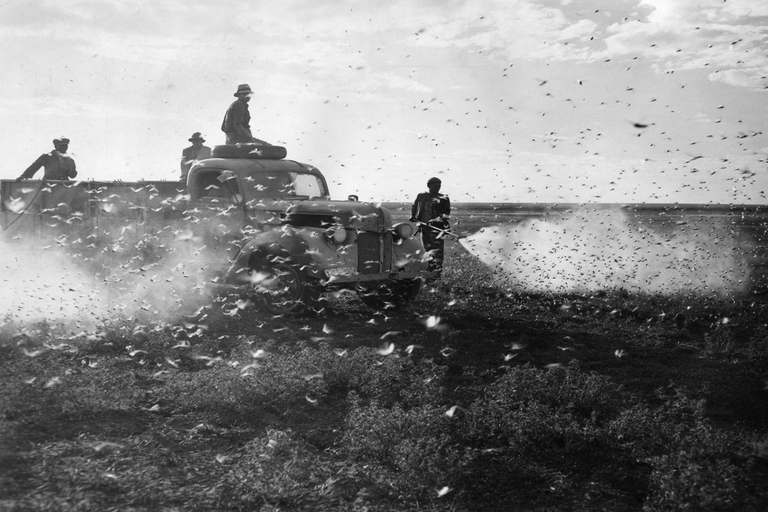 locuste, pesticidi, bianco e nero, storia