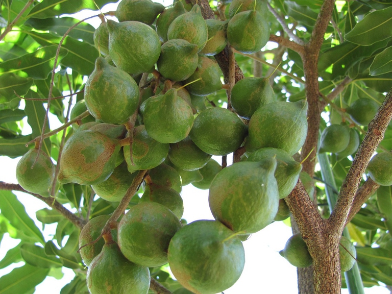 Macadamia Integrifolia