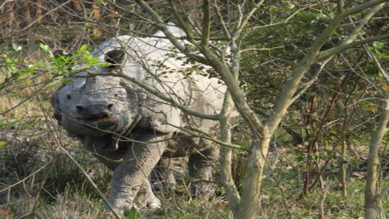 Poachers tranquillise rhino to remove horn in Assam