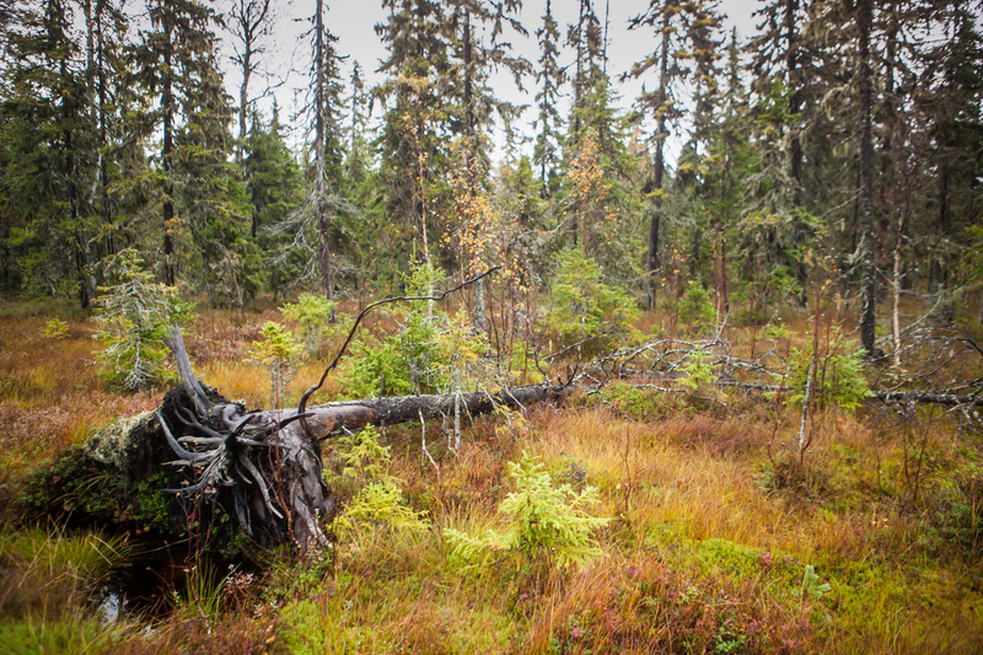 La foresta di Dvinsky minacciata dall'industria del legno