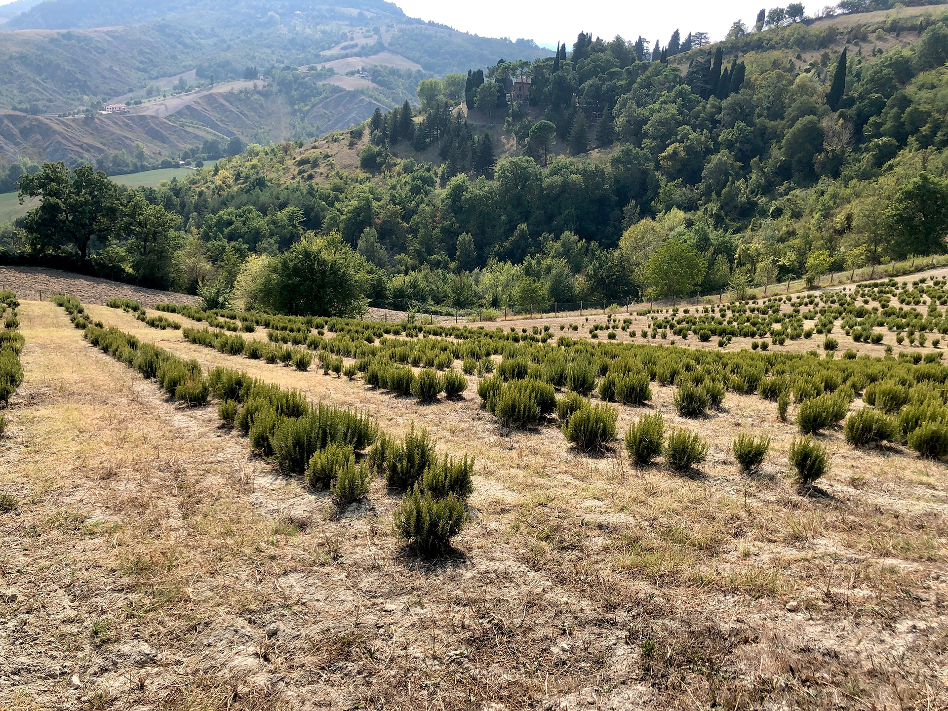 Ortofficina Oway sui colli bolognesi