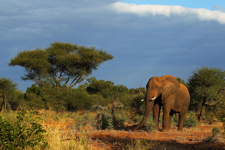 Il governo del Botswana vende all’asta le licenze per uccidere 83 elefanti