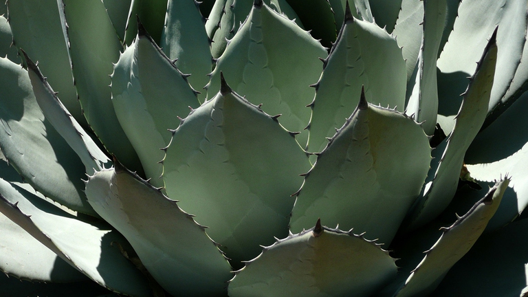 agave piante velenose
