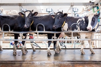 Quante sono le emissioni di gas serra derivanti dalla produzione di cibo, i dati più recenti