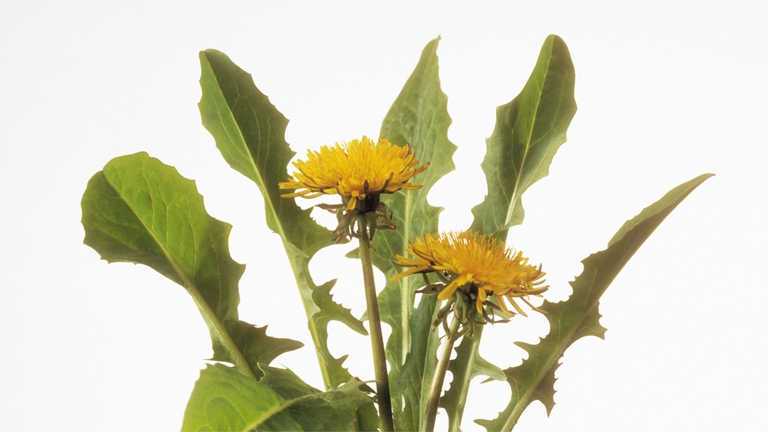 piante-spontanee-tarassaco