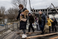 Vets for Ukraine, il sito veterinario per aiutare uomini e animali in fuga dall’Ucraina