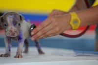 VeteriNiamo, per combattere la disinformazione in ambito veterinario con ironia e humour