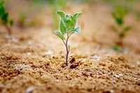 Pacciamatura per orto e giardino. Come farla in modo naturale