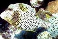 Il pesce modello