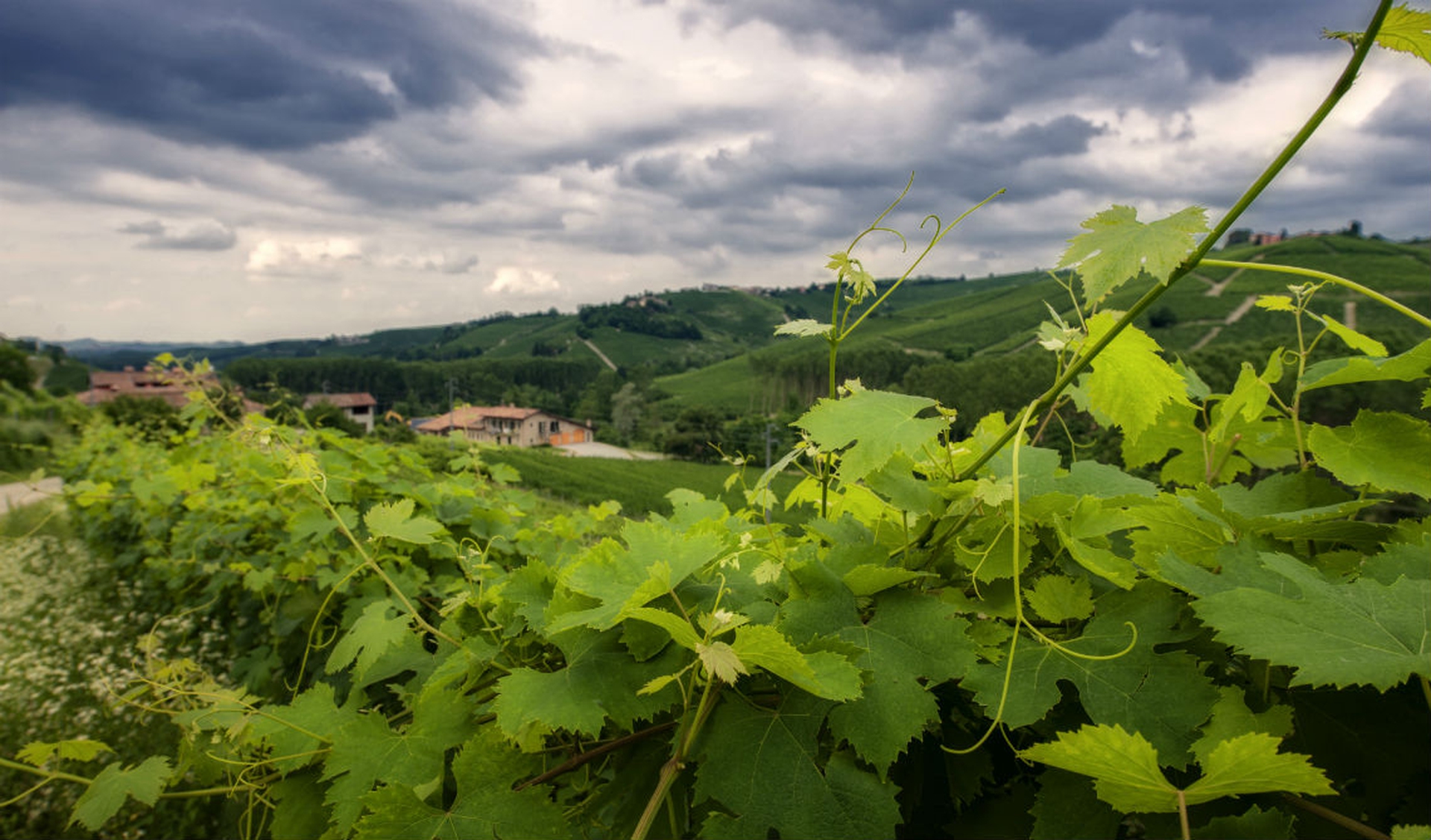 Josetta Saffirio. Qui il vino è sostenibile e tutto al femminile