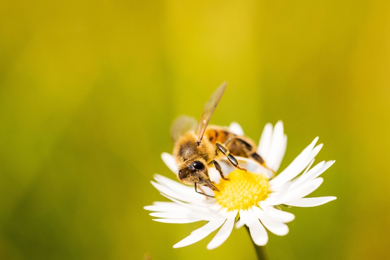 Florena Fermented Skincare