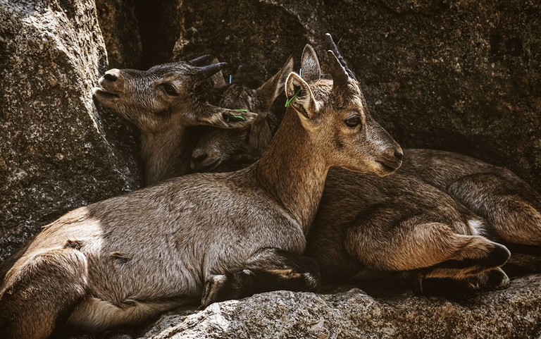 stambecchi riscaldamento globale