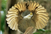 In natura, sceglie la donna