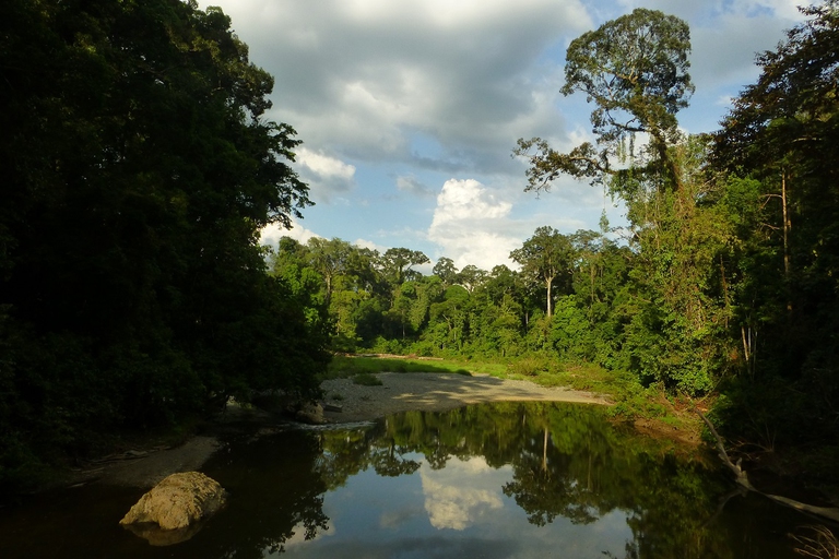 Una nuova specie di geco è stata scoperta nel Borneo