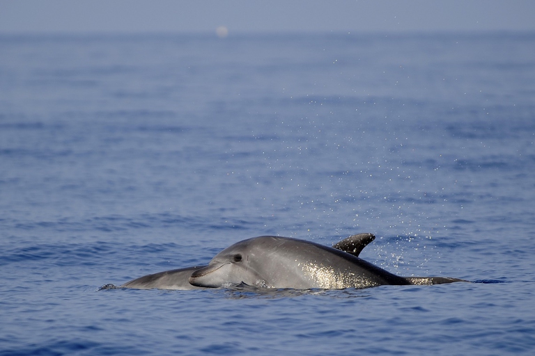 Coppia di delfini