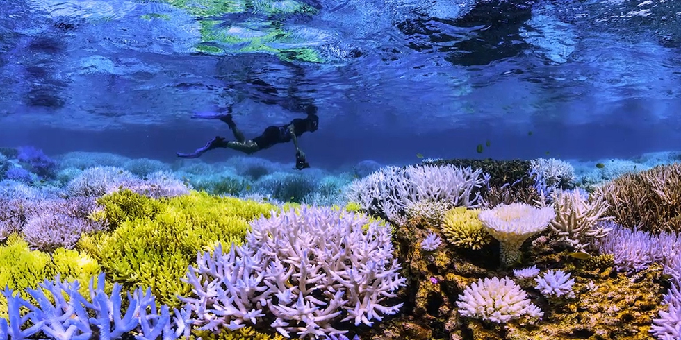 Chasing Coral, the documentary on coral reefs that makes us all feel ...