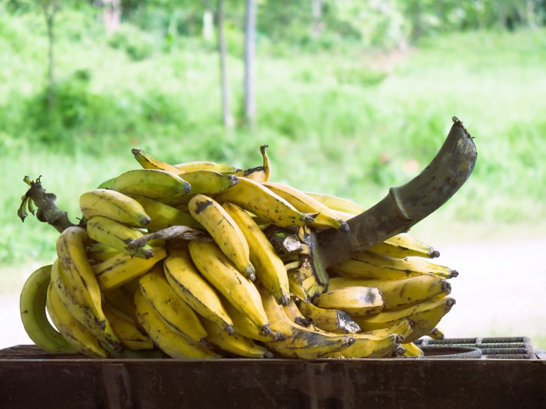 Il costo del rame in Ecuador è la lotta per la sopravvivenza del popolo amazzonico Shuar Arutam