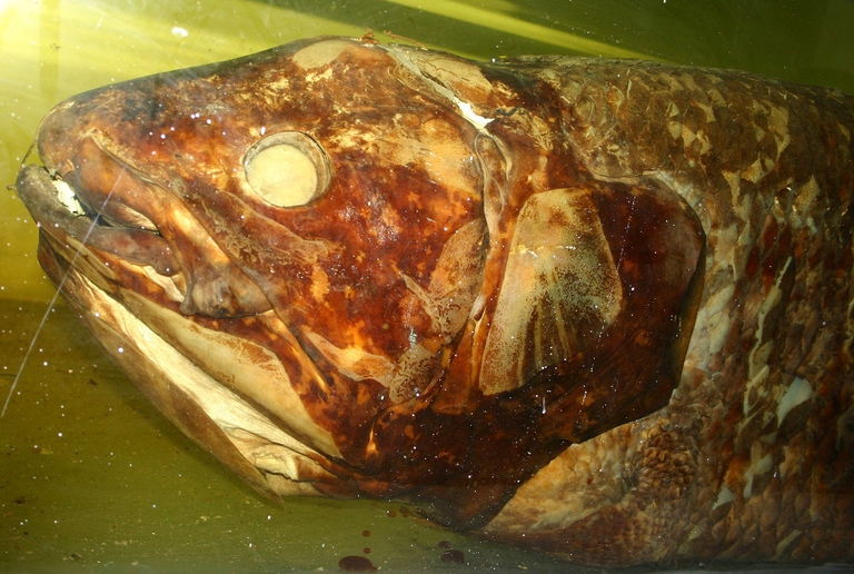 Celacanto conservato sotto formaldeide