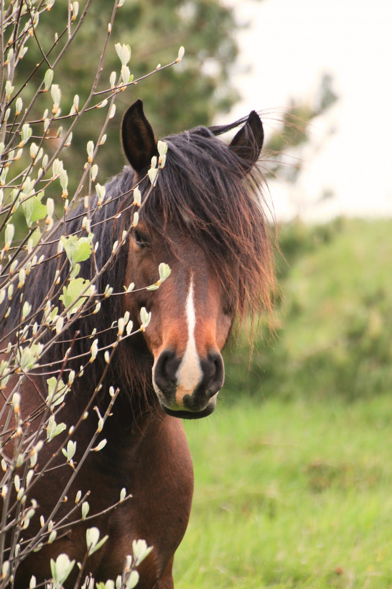 cavalli selvaggi Aveto Liguria