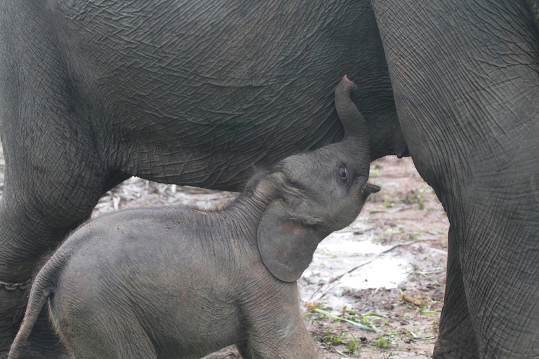 Giovane elefante indiano
