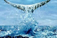 Pelagos, il santuario dei cetacei